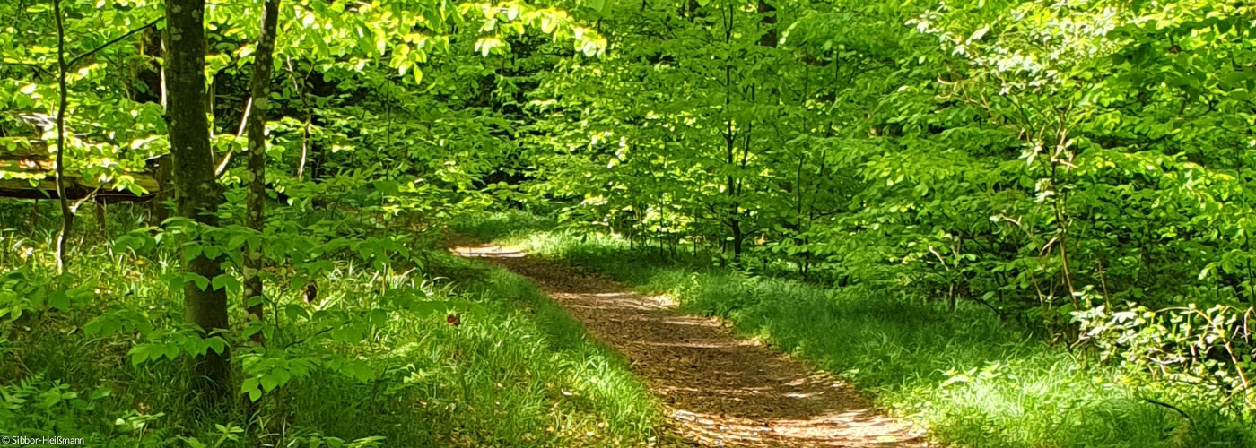Ein Weg der sich durch den Wald schlängelt