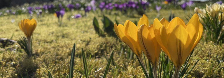 Bunte Frühlingsblumen sprießen aus der Wiese