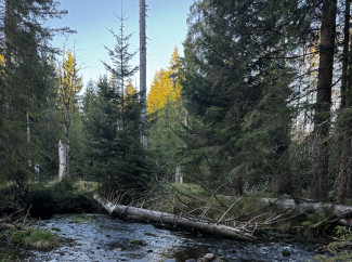 Bachverlauf im Bayerischen Wald