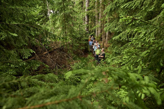 Nadelwald mit Wandergruppe