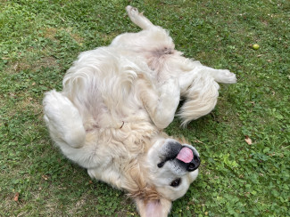 Ein Hund wälzt sich im Gras