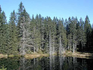 Naturwald