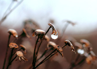 Verblühte Pusteblumen im Regen